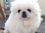 KÜT BURUN SEVİMLİ TÜYLÜ PEKİNEZ CİNSLERİ 