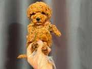 KIPKIRMIZI RED TOY POODLE 