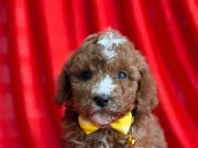 SEVİMLİ MALTİPOO CİNSİ YAVRULAR 