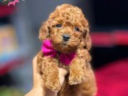KIPKIRMIZI RED TOY POODLE SEVİMLİ YAVRULAR 