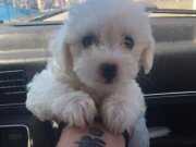 BEYAZ MALTESE TERRİER CİNSİ YAVRULAR 