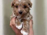 KIVIRCIK TÜYLÜ MALTİPOO CİNSİ YAVRULAR 