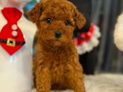 KIPKIRMIZI RED TOY POODLE SEVİMLİ YAVRULAR 