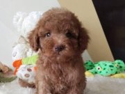 MALTİPOO CİNSİ YAVRULAR EV ÜRETİMİ 