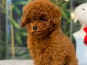 TOY POODLE SEVİMLİ YAVRULAR 