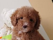 TOY POODLE SEVİMLİ YAVRULAR 