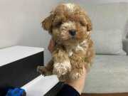 MALTİPOO CİNSİ EV ÜRETİMİ YAVRULAR 