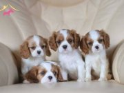 CAVALİER KİNG CHARLES CİNSİ YAVRULAR 