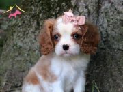 Uyumlu ve Sosyal Cavalier King Charles Yavruları