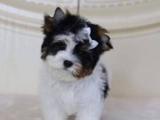 Ev Üretimi Antialerjik Shih Tzu Yavruları