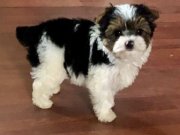 Safkan Shih Tzu Yavruları | Şecere Garantili 0 Numara