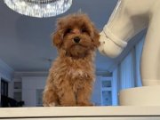 TOY POODLE SEVİMLİ YAVRULAR EV ÜRETİMİ Yavrularımız    0 num