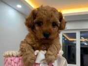 RED TOY POODLE EV ÜRETİMİ YAVRULAR 