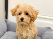 Akıllı ve Tüy Dökmeyen Gerçek Maltipoo Yavruları