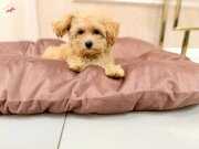Akıllı ve Tüy Dökmeyen Gerçek Maltipoo Yavruları