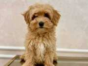 Zeki ve Tüy Dökmeyen Kahve Tonlu Maltipoo Yavruları