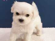 Kar Beyaz İpeksi Tüylü Maltipoo Yavrusu Karakteriyle Fark Yaratıyor