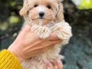 Bostancı İçi Eğitimli Maltese Terrier Cinsi