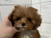 Antialerjik Tüylü Kıvırcık Şans: Toy Poodle Yavruları