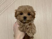 Kahve Tonlu İpeksi Bukleli Maltipoo: Sosyal Ortamların Yeni Yıldızı