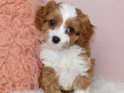 Kahve Beyaz Maltipoo Yavruları Eğitilebilir Tüy Dökmeyen Dostlar