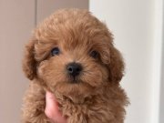 Kıpkırmızı Sevimli Toy Poodle Yavrumuz Köpek Dünyası İçin Hazır