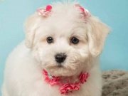 İpeksi Kar Beyazı 0 Numara Maltese Terrier | Sosyal Ortamın Yeni Yıldızı