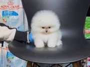 Pomeranian Boo Yavruları Ev Ortamında Sosyalleşmiş Eğitimli Küçücük Yumak Pomeranian Boo