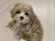 Kahve Tonlu Akıllı Maltipoo Yavruları