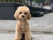 Maltipoo Cinsi Yavrular Ev Üretimi İle Ailelerini Bekliyor