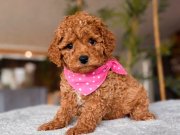 KAHVE TONLU MALTİPOO YAVRULARIMIZ OYUNCAK dEĞİL :)