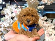 İlk Aşıları Tamamlanmış Oyuncak Görünümlü Maltipoo Yavruları 