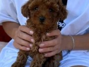 KIPKIRMIZI KIVIRCIK OYUNBAZ POODLE