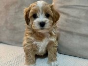 MALTİPOO CİNSİ YAVRULAR 