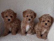 MALTİPOO CİNSİ YAVRULAR 
