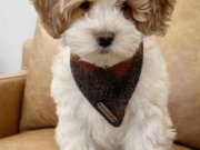 MALTİPOO CİNSİ YAVRULAR 
