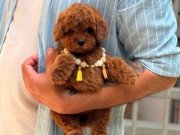 TOY POODLE SEVİMLİ YAVRULAR 