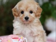 KAHVE TONLU MALTİPOO CİNSİ YAVRULAR 