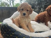 KAHVE TONLU MALTİPOO CİNSİ 