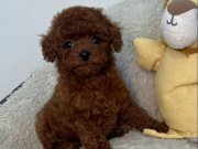SEVİMLİ TOY POODLE YAVRUMUZ 