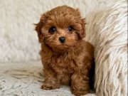 TOY POODLE SEVİMLİ YAVRULAR EV ÜRETİMİ 