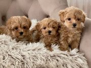 KAHVE TONLU MALTİPOO CİNSİ YAVRULAR 