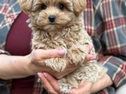 MALTİPOO CİNSİ YAVRULAR EV ÜRETİMİ 