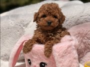SEVİMLİ TOY POODLE YAVRUMUZ 