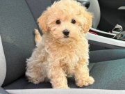 MALTİPOO CİNSİ YAVRULAR EV ÜRETİMİ 