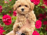 MALTİPOO CİNSİ YAVRULAR 