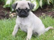 SEVİMLİ PUG MOPS YAVRULAR 