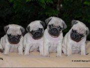 PUG MOPS YAVRULAR EV ÜRETİMİ 