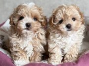 MALTİPOO CİNSİ YAVRULAR 
