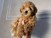 MALTİPOO CİNSİ YAVRULAR 